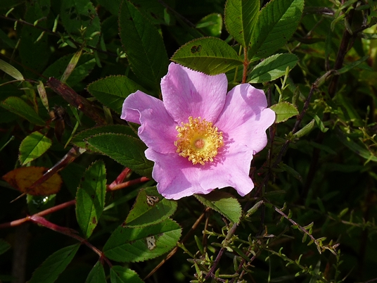 {Rosa palustris}